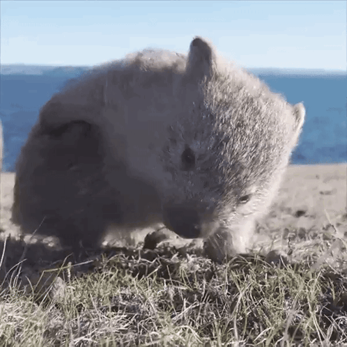 wombat scratching its butt gif